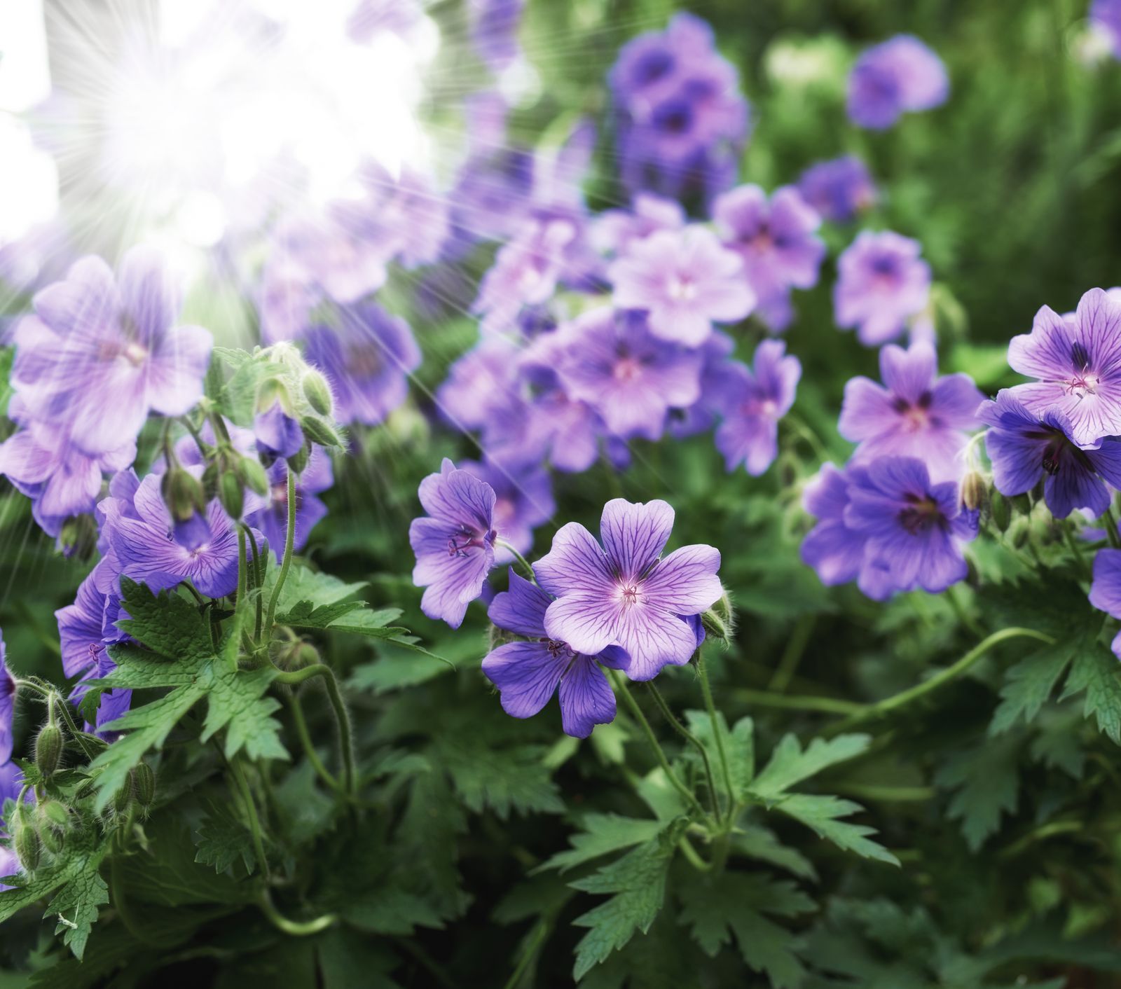 Nasiona kwiatów – co kupić do przydomowego ogrodu?