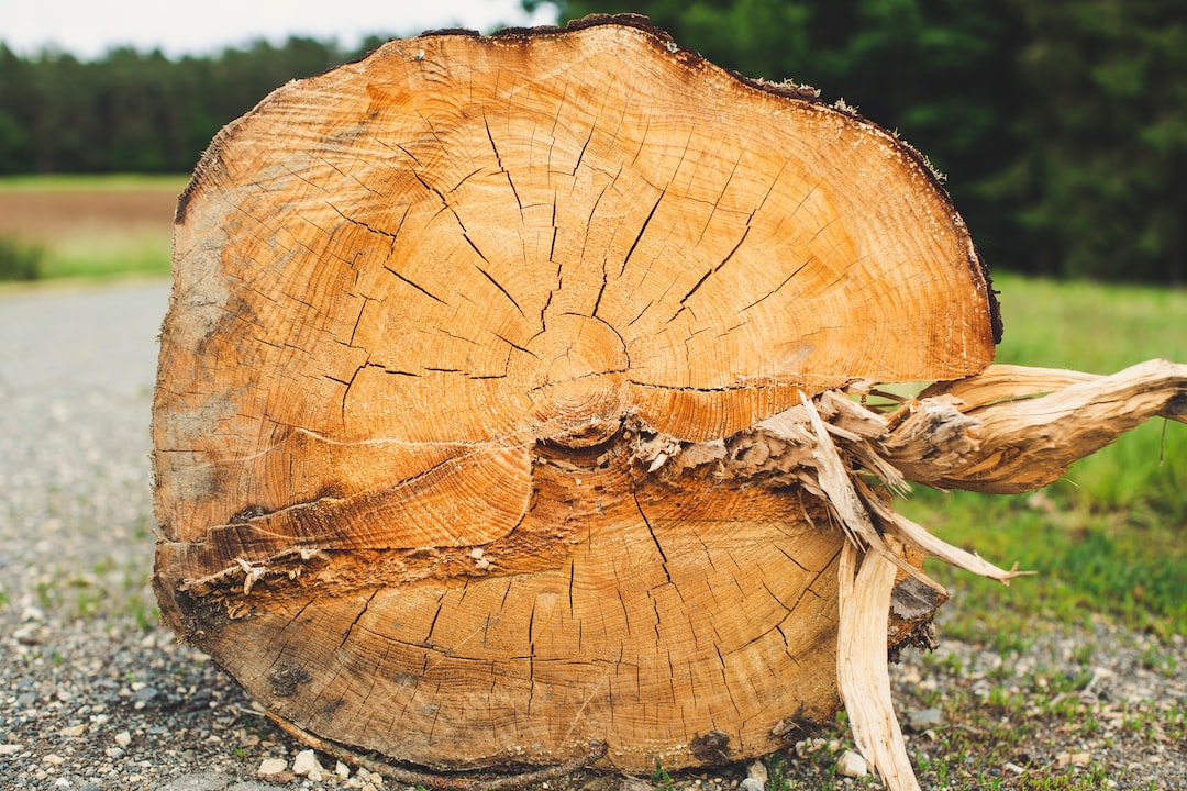 W jakich przypadkach wycinka drzew jest nieunikniona?