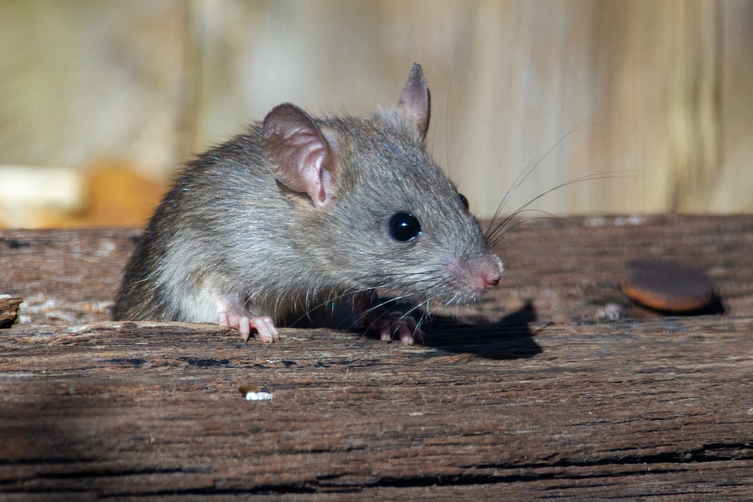 Jak pozbyć się szczurów z domu: Skuteczne metody i środki zaradcze