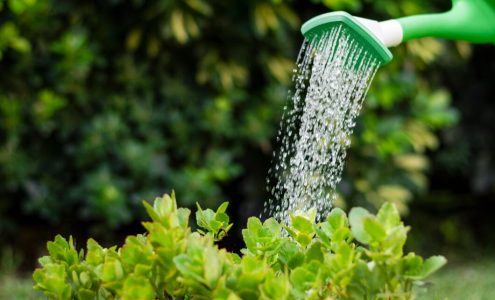 Tworzenie naturalnej oazy: sekrety efektywnego nawadniania roślin w ogrodzie