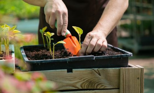 Jak dobrze dobrać rośliny do swojego ogrodu? Porady dla początkujących