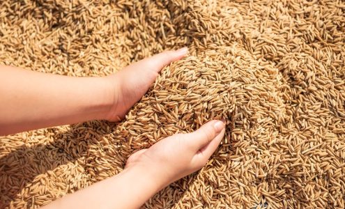 Przewodnik po wyborze i uprawie nasion zbóż na zimę – porady ekspertów