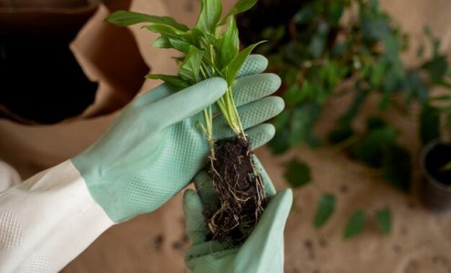 Jak skutecznie chronić rośliny przed chorobami grzybowymi – praktyczne porady